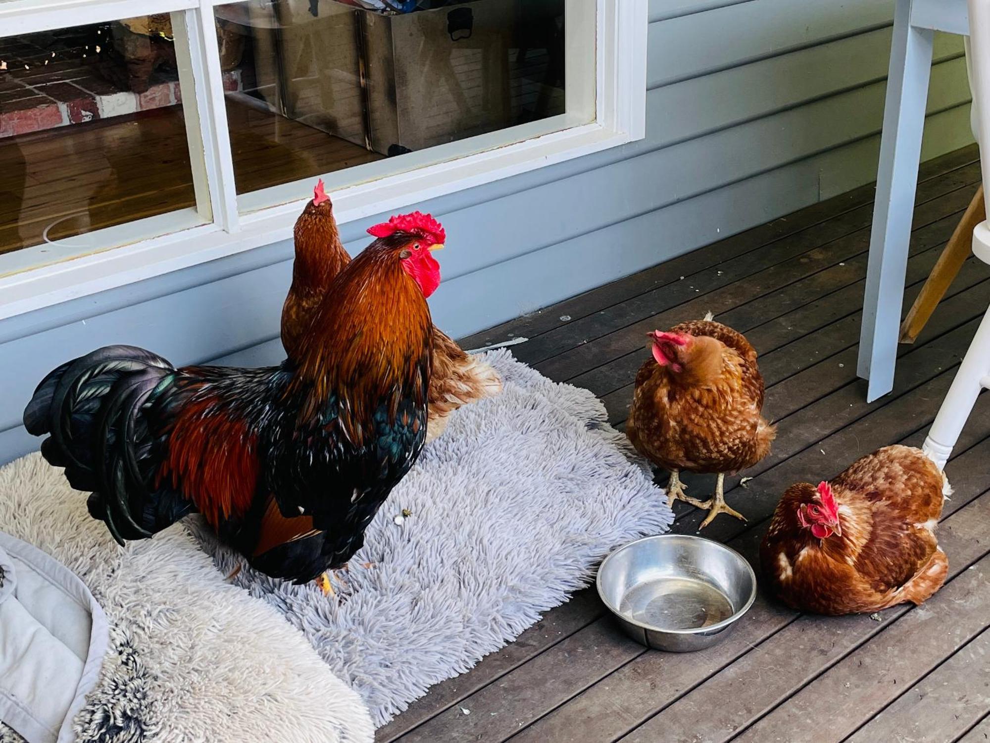 Farm Stay Maple Cottage At Wilindi Estate Tyabb المظهر الخارجي الصورة